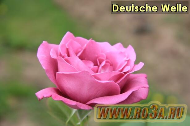 Роза Deutsche Welle Дойче Велле 