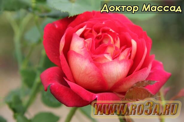Роза Docteurs Massad Доктор Массад 