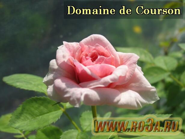 Роза Domaine de Courson Домэн де Курсон 