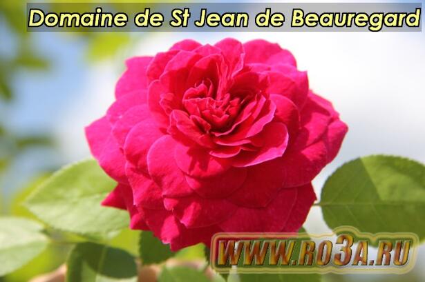 Роза Domaine de St Jean de Beauregard Домайн д Ст Жеан 
