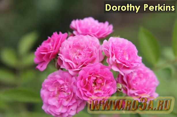 Роза Dorothy Perkins Доротти Перкинс 