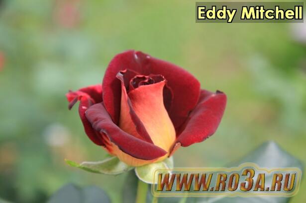Роза Eddy Mitchell Эдди Митчел 