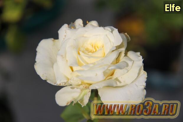 Роза Elfe Эльф 