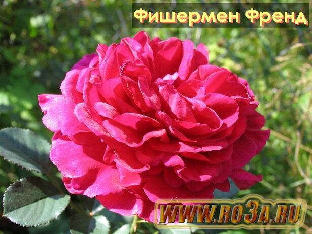 Роза Fisherman&prime;s Friend Фишерменс Френд 