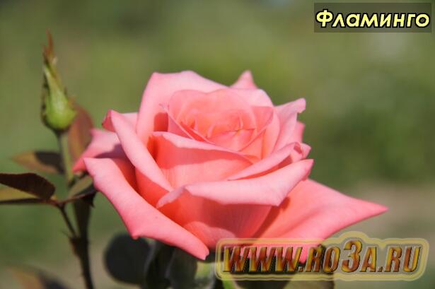 Роза Flamingo Фламинго Маргарет Тэтчер, Вероника 