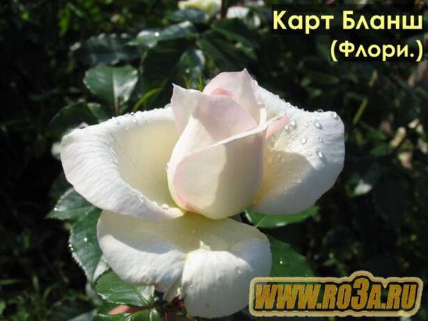 Роза Carte Blanche Карт Бланш 