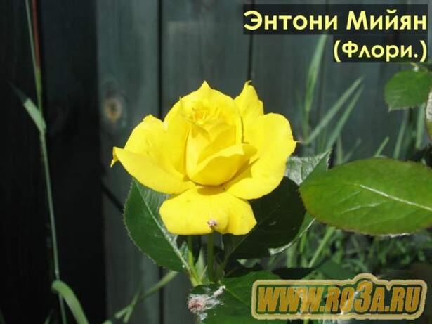 Роза Antony Meilland Энтони Мейян 