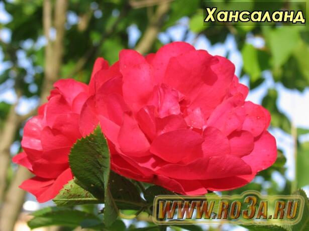 Роза Hansaland Хансаланд 