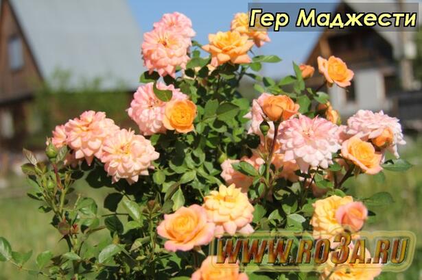 Роза Her Majesty Гер Маджести 