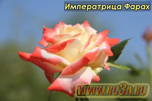 Роза Imperatrice Farah Императрица Фарах 