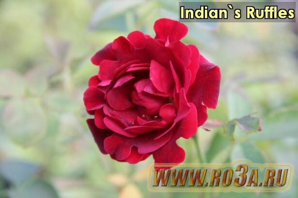 Роза Indian&prime;s Ruffles Индиан Раффлз 