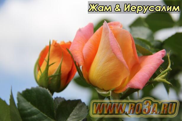 Роза Jam & jerusalem Жам & Иерусалим 