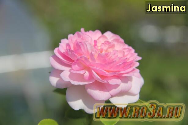 Роза Jasmina Жасмина 