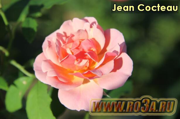 Роза Jean Cocteau Жан Кокто 