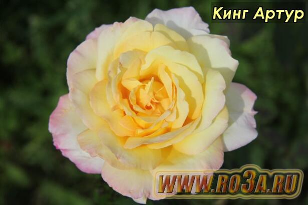 Роза King Arthur Кинг Артур Samaritan 