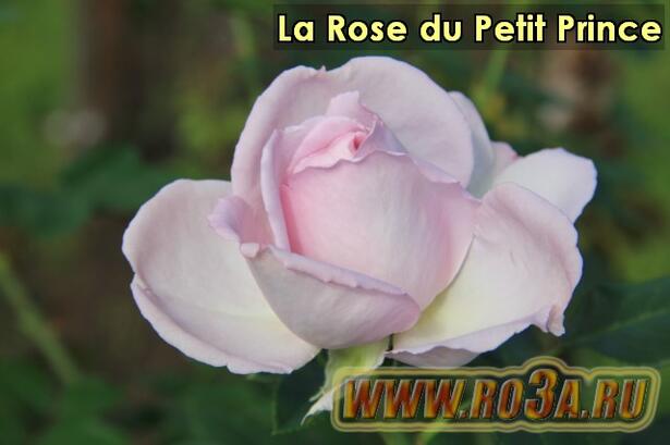 Роза La Rose du Petit Prince Маленький Принц 