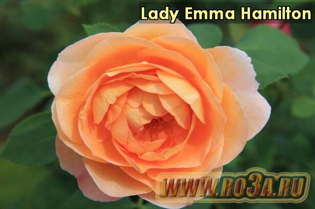 Роза Lady Emma Hamilton Лэди Эмма Гамильтон 
