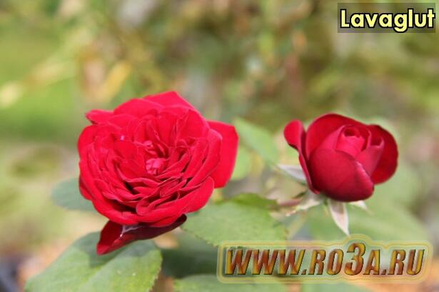 Роза Lavaglut Лаваглют 
