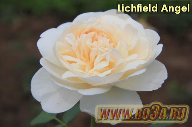 Роза Lichfield Angel Личфельд Ангел 