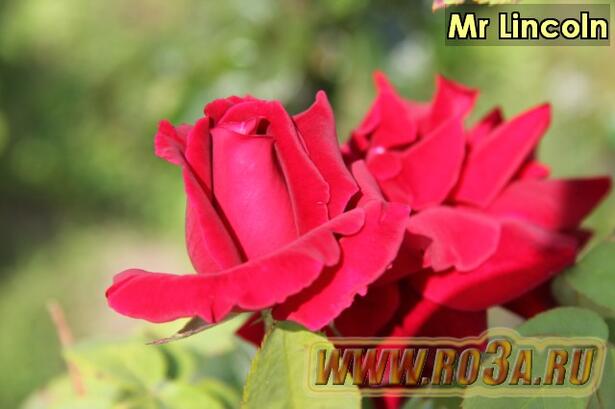 Роза Mr Lincoln Мистер Линкольн 