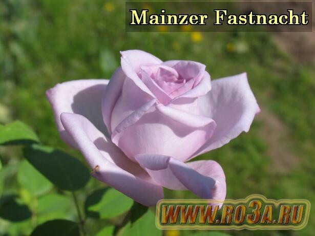 Роза Mainzer Fastnacht Майнцер Фастнахт 