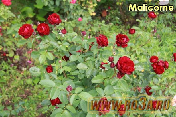 Роза Malicorne Маликорн 