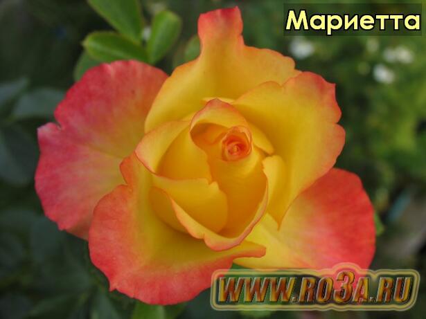 Роза Marietta Мариетта 