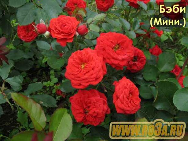 Роза Baby Baccara Бэби Баккара 