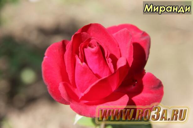 Роза Mirandi Миранди 