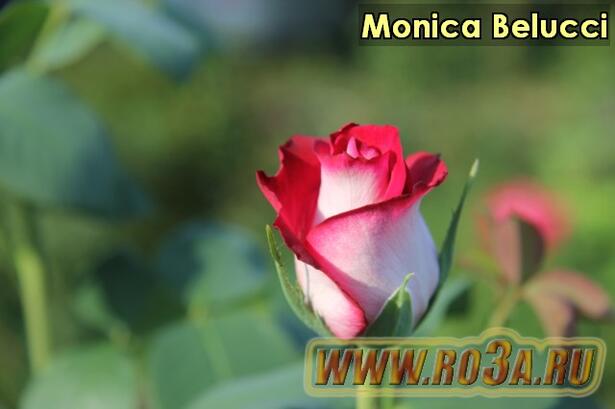 Роза Monica Belucci Моника Белуччи 