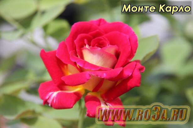 Роза Monte Carlo Монте Карло 