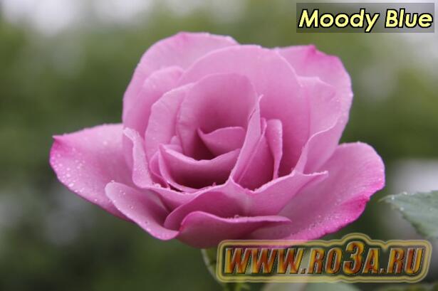 Роза Moody Blue Муди Блю 