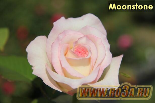 Роза Moonstone Мунстоун 