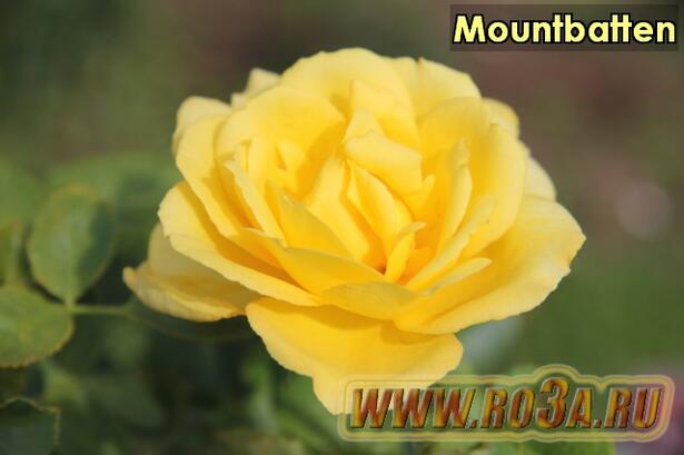 Роза Mountbatten Маунтбаттен (Полуплетистая) 