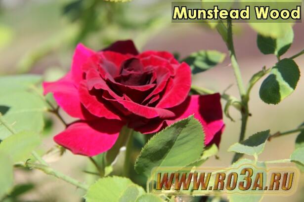 Роза Munstead Wood Манстед Вуд 