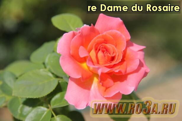 Роза re Dame du Rosaire Нотр Дам де Розар 