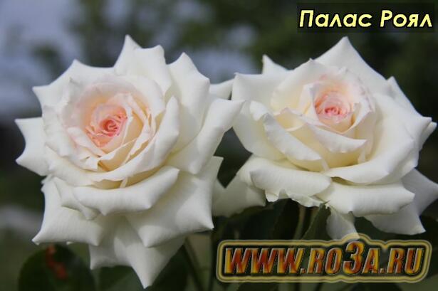 Роза Palais Royal Палас Роял 