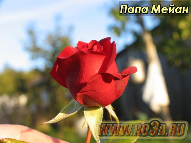 Роза Papa Meilland Папа Мейан 