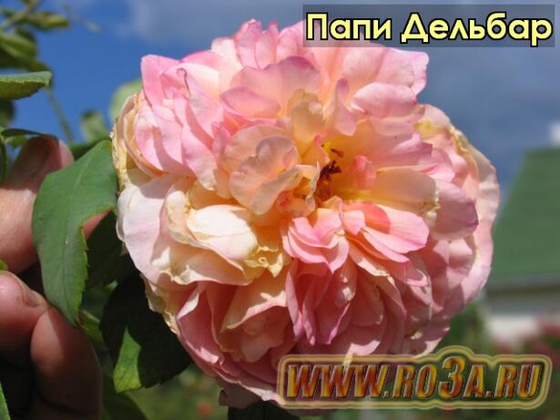 Роза Papi Delbard Папи Дельбар 