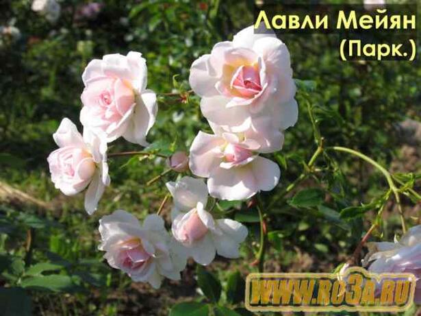 Роза Lovely Meilland Лавли Мейян 