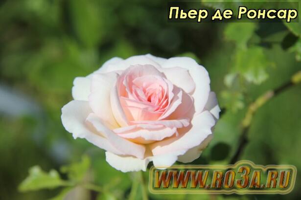 Роза Pierre de Ronsard Пьер де Ронсар 