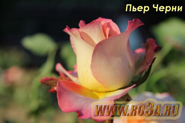 Роза Pierre Tchernia Пьер Черни 