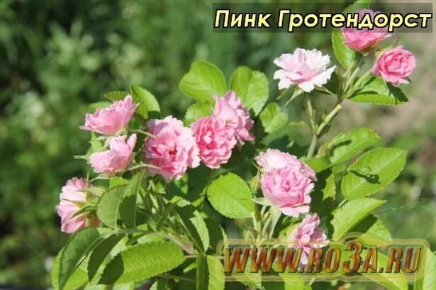 Роза Pink Grootendorst Пинк Гротендорст 
