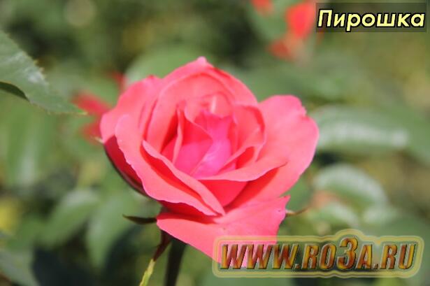 Роза Piroschka Пирошка 
