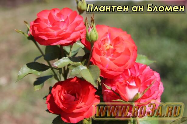 Роза Planten un Blomen Плантен ан Бломен 