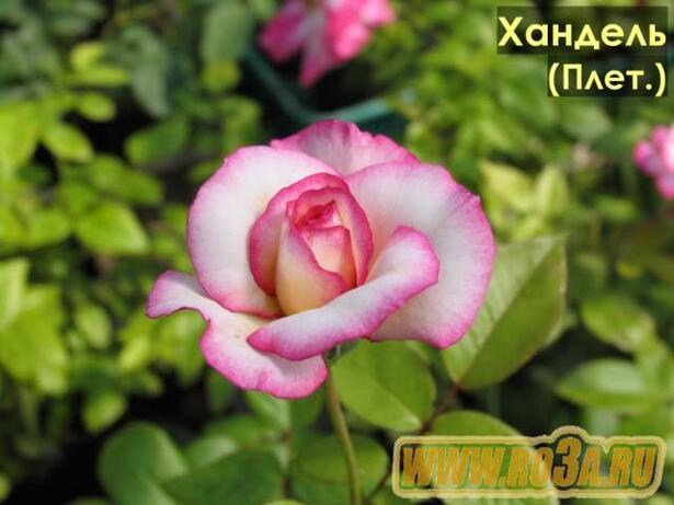 Роза Handel Хандель Гендель 