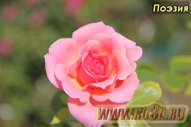 Роза Poesie – Jackson & Perkins Rose Poesie Поэзия 