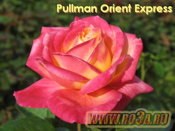 Роза Pullman Orient Express Пульман Ориент Экспресс Baipeace / Love and Peace 