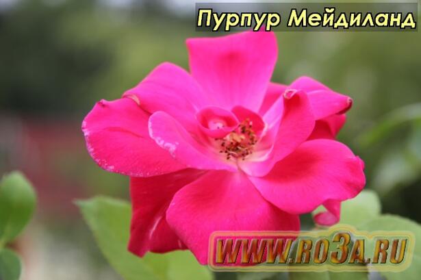Роза Purple Meidiland Пурпур Мейдиланд 