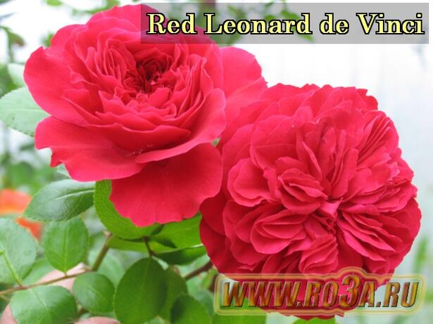 Роза Red Leonardo de Vinci Рэд Леонардо да Винчи 